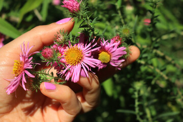 Woman’s hand with pink nail polish holding pink Aster flowers. Aster Frikarti flowers on autumn in the garden