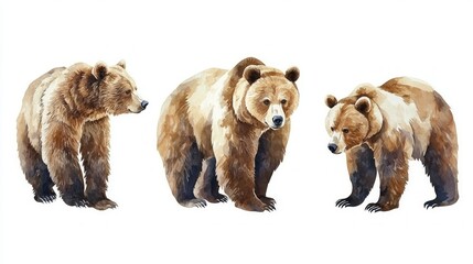 Fototapeta premium Three brown bears standing in different poses, painted in watercolor style on a white background.