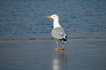 A seagull stands on an ice floe and looks with its head turned to the left