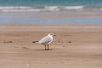 mouette