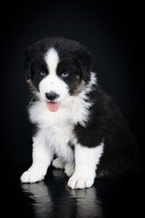 Fototapeta premium australian shepherd puppy isolated on black 