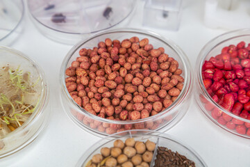 Close-up of genetically modified seeds in Petri dishes for laboratory studies