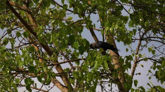 A black crow moving on green Ficus religiosa or sacred fig or bodhi tree or peepal tree.