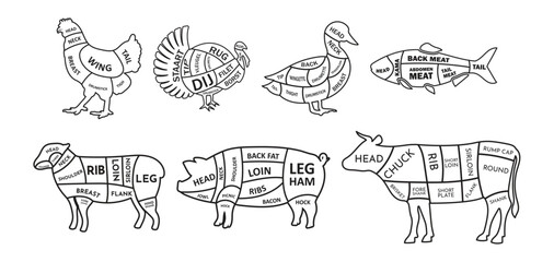 cut of animal's diagram outline