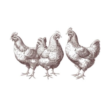 Chicken farm, home patica. Vintage engraving from 1800, set of elements isolated on white background for design, print, showcase, banner, packaging.