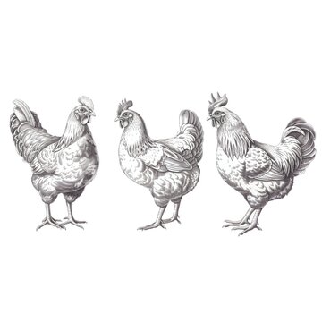 Chicken farm, home patica. Vintage engraving from 1800, set of elements isolated on white background for design, print, showcase, banner, packaging.