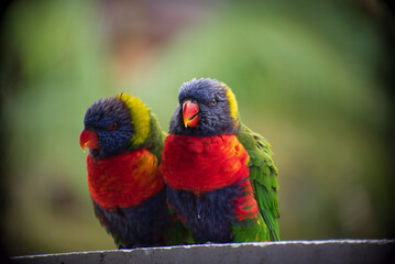 couple rainbow lorikeet parrot