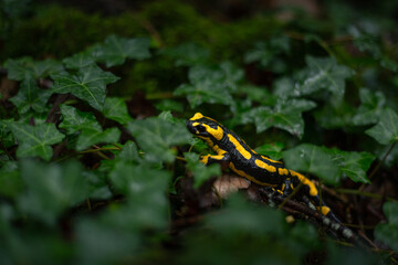 Salamandre tachetée