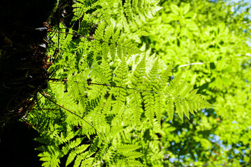 green fern branches, on the background of the sky, growing on stone boulders, sun, shadow, summer, greenery, trees, travel, hike, walk, excursion, camp, summer, greenery, sun

