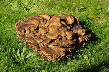 Fruiting body of a giant polypore, black-staining polypore, Meripilus giganteus at the dead wood of a tree stump in the grass. Family Meripilaceae. Autumn, October, Netherlands