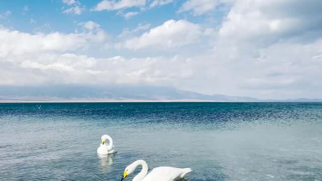 Flock of whooper swans migrate to Sayram Lake near Tianshan Mountains in Xinjiang, China. Cygnus on clear blue water and sunny cloudy sky video.