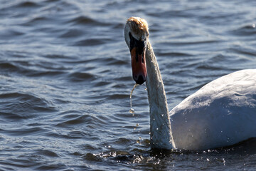 Obraz premium Schwan in der Wedeler Marsch läuft Wasser aus den Schnabel