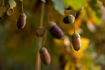 Jesienne tło, żołędzie na gałęzi w ciepłym świetle, tapeta. © Elżbieta Kaps