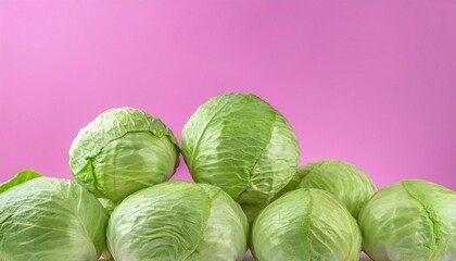 Fototapeta premium Fresh Green Lettuces with Crisp Leaves Isolated on a Pink Background