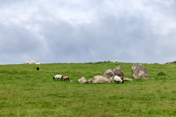 Fototapeta premium A peaceful pastoral landscape in Ireland with sheep grazing on a grassy hill, large boulders, and an overcast sky, highlighting rural tranquility