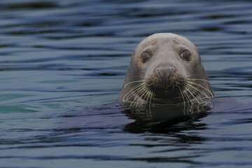 grey seal, lying on the beach, looks interestedly at the viewer