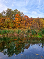 Autumn lake surrounded by grass, trees with fall foliage and blue sky. picturesque landscape. vertical photo.