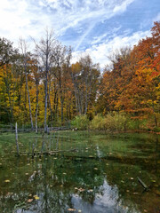 A fall swamp covered in tina and surrounded by trees. Picturesque landscape. Vertical photo