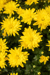 Close up pf a decorative chrysanthemum flowers