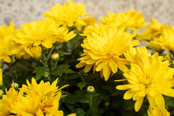 Close up pf a decorative chrysanthemum flowers
