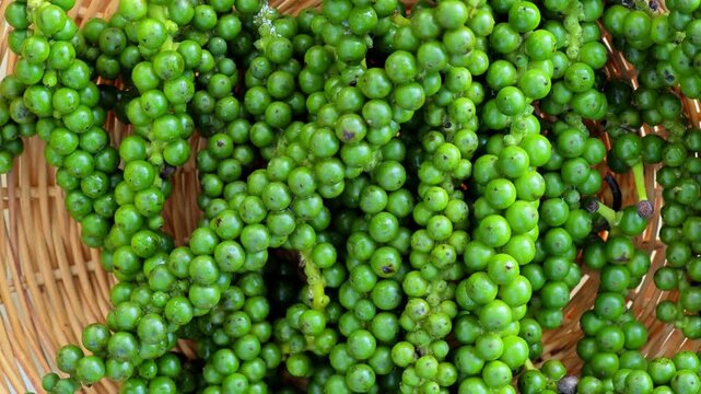 Unripe green peppercorn fruits on plant