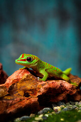 lizard, reptile, animal, dragon, green, gecko