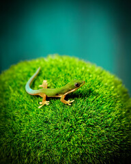 lizard, reptile, animal, dragon, green, gecko