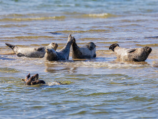 Seehunde und Kegelrobben vor Spiekerogg