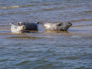 Seehunde und Kegelrobben vor Spiekerogg