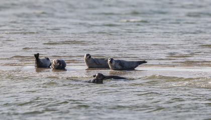 Seehunde und Kegelrobben vor Spiekerogg