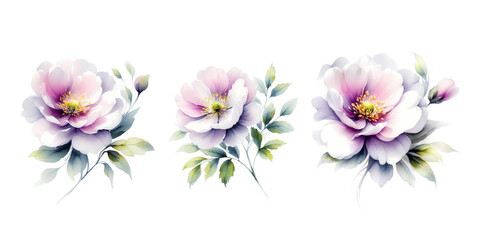 pink and white flowers.