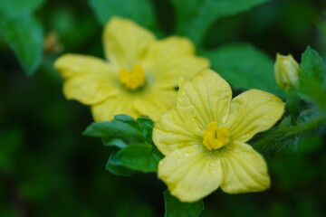 Closeup of yellow watermelon flowers with drops of dew on them