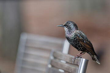 À la terrasse d'un restaurant jardin des tuileries- Étourneau sansonnet - Sturnus vulgaris Linnaeus
