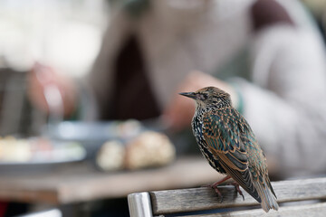À la terrasse d'un restaurant jardin des tuileries- Étourneau sansonnet - Sturnus vulgaris Linnaeus

