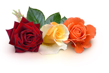 Blumen 1492