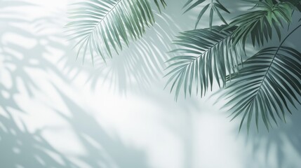 Obraz premium Palm Fronds Cast Shadows on a Light Blue Wall
