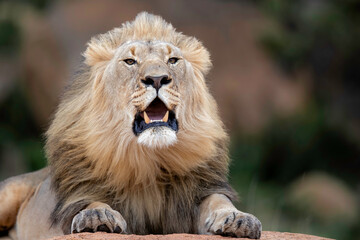 Male lion hanging around in Nkomazi game reserve with rocks and plains at Badplaas in South Africa