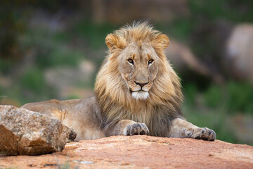 Obraz premium Male lion hanging around in Nkomazi game reserve with rocks and plains at Badplaas in South Africa