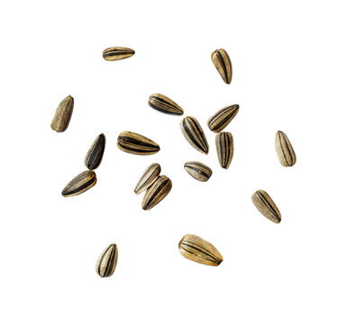 sunflower seeds isolated on white