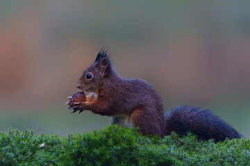 Eurasian red squirrel (Sciurus vulgaris) searching for food in the autumn in the forest in the South of the Netherlands. 