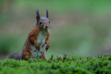 Eurasian red squirrel (Sciurus vulgaris) searching for food in the autumn in the forest in the South of the Netherlands. 