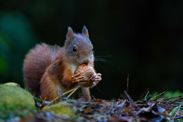 Eurasian red squirrel (Sciurus vulgaris) searching for food in the autumn in the forest with...