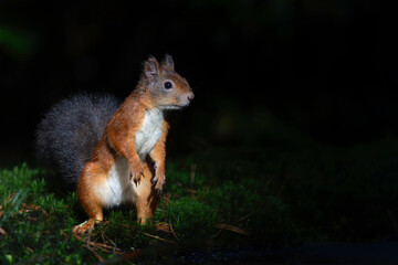 Eurasian red squirrel (Sciurus vulgaris) searching for food in the autumn in the forest in the South of the Netherlands. 