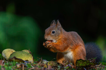 Eurasian red squirrel (Sciurus vulgaris) searching for food in the autumn in the forest with mushrooms in the South of the Netherlands. 