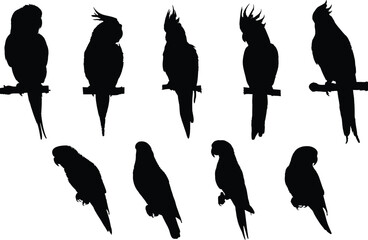 silhouette of birds on twig