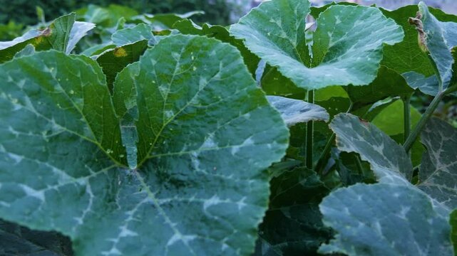 Close up panning on Green Pumpkin Plant Leaves .