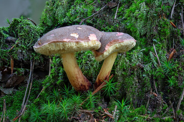 Autumn Red-footed Bolete, Xerocomellus pruinatus