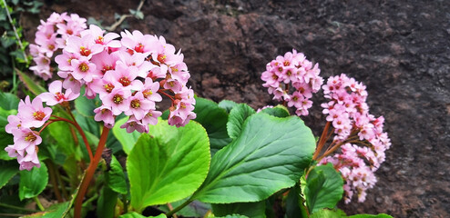 Pink bergenia flower blooms against the background of the mountain. Panorama.