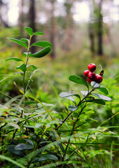 Ripe cranberries on the background of trees. The concept of a background image with berries. Picking red berries of northern cranberries in autumn. Forest landscape