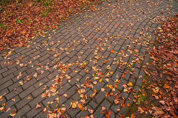 Texture autumn maple leaves. Yellow and red leaves on the paving stones. Fall foliage abstract pattern.